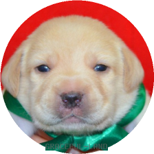 男の子(緑 母犬クリオ)